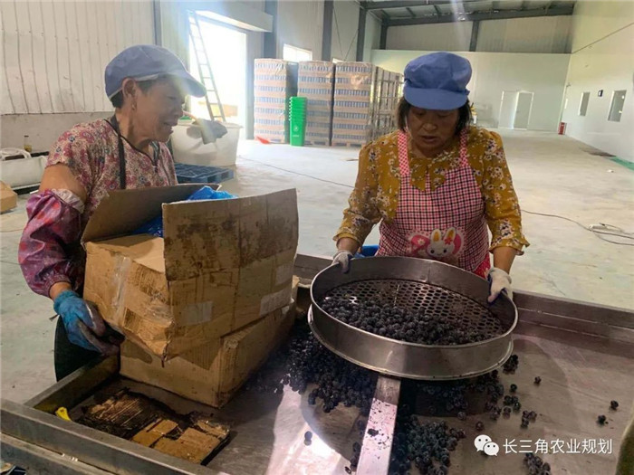 為了幫助園區(qū)的提檔升級，南京市農(nóng)業(yè)農(nóng)村局特委托中農(nóng)富通編制《南京市農(nóng)業(yè)園區(qū)發(fā)展研究報告》，以期從產(chǎn)業(yè)發(fā)展路徑、園區(qū)發(fā)展模式、保障措施等多維度為南京市農(nóng)業(yè)園區(qū)未來三年的發(fā)展做統(tǒng)籌謀劃。 8月19日，中農(nóng)(圖19)