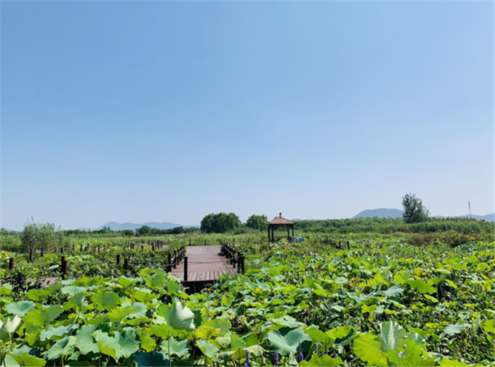 9月3日，中農(nóng)富通調(diào)研組兵分兩路對(duì)南京高淳區(qū)武家嘴現(xiàn)代農(nóng)業(yè)產(chǎn)業(yè)示范園區(qū)和棲霞區(qū)龍?zhí)冬F(xiàn)代農(nóng)業(yè)產(chǎn)業(yè)示范園區(qū)的調(diào)研工作。(圖25)